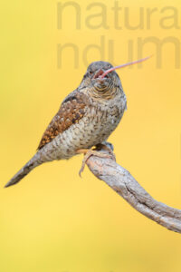 Eurasian Wryneck images (Jynx torquilla)