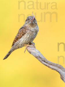 Eurasian Wryneck images (Jynx torquilla)