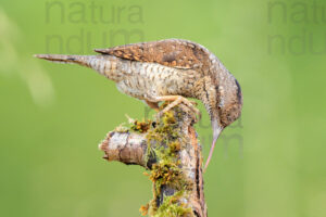 Eurasian Wryneck images (Jynx torquilla)