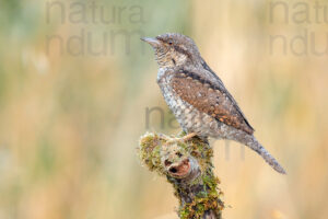 Eurasian Wryneck images (Jynx torquilla)