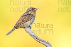 Eurasian Wryneck images (Jynx torquilla)