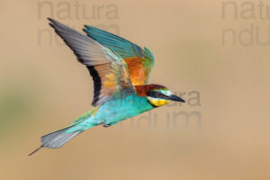 Foto di Gruccione (Merops apiaster)