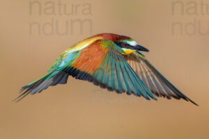 Photos of European Bee-eater (Merops apiaster)