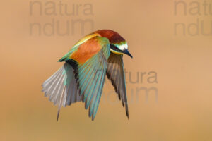 Foto di Gruccione (Merops apiaster)