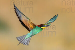 Photos of European Bee-eater (Merops apiaster)