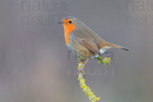 Foto di Pettirosso (Erithacus rubecola)