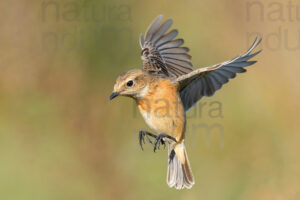 Foto di Saltimpalo (Saxicola rubicola)