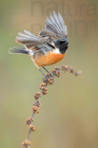 Foto di Saltimpalo (Saxicola rubicola)