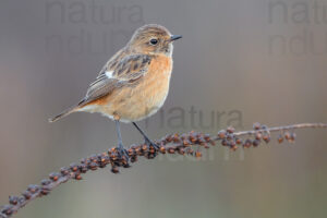 Foto di Saltimpalo (Saxicola rubicola)