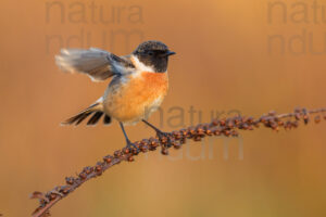 Foto di Saltimpalo (Saxicola rubicola)