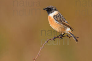 Foto di Saltimpalo (Saxicola rubicola)