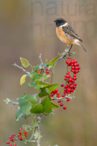 Foto di Saltimpalo (Saxicola rubicola)