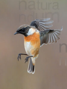 Foto di Saltimpalo (Saxicola rubicola)