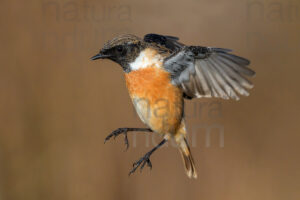 Photos of European Stonechat (Saxicola rubicola)