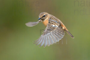 Foto di Saltimpalo (Saxicola rubicola)