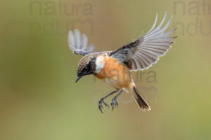 Photos of European Stonechat (Saxicola rubicola)