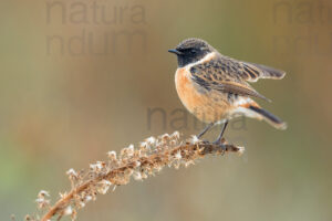 Foto di Saltimpalo (Saxicola rubicola)