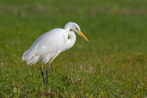 Foto di Airone bianco maggiore (Ardea alba)