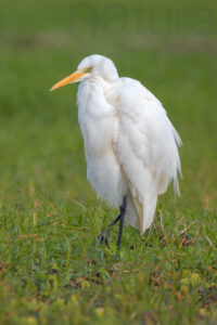 Foto di Airone bianco maggiore (Ardea alba)