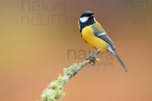 Foto di Cinciallegra (Parus major)