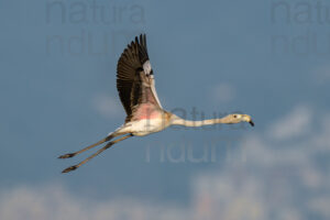 Foto di Fenicottero rosa (Phoenicopterus roseus)