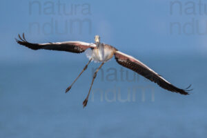 Photos of Greater Flamingo (Phoenicopterus roseus)