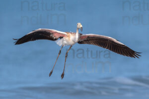 Photos of Greater Flamingo (Phoenicopterus roseus)