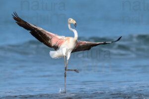 Photos of Greater Flamingo (Phoenicopterus roseus)