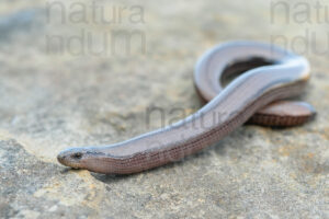 Photos of Italian slow worm (Anguis veronensis)