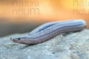 Photos of Italian slow worm (Anguis veronensis)