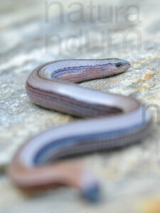 Foto di Orbettino italiano (Anguis veronensis)