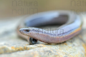 Photos of Italian slow worm (Anguis veronensis)