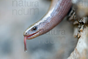 Foto di Orbettino italiano (Anguis veronensis)