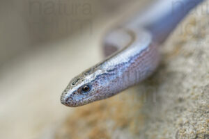 Photos of Italian slow worm (Anguis veronensis)