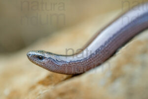 Foto di Orbettino italiano (Anguis veronensis)