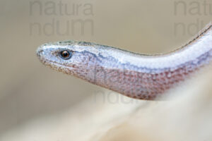 Photos of Italian slow worm (Anguis veronensis)