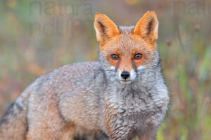 Photos of Red fox (Vulpes vulpes)