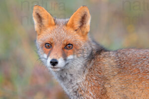 Foto di Volpe (Vulpes vulpes)