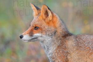 Foto di Volpe (Vulpes vulpes)