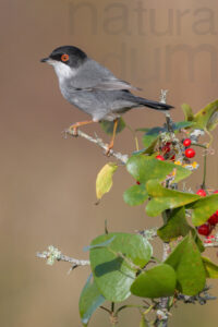 Foto di Occhiocotto (Sylvia melanocephala)