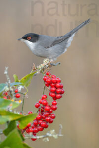 Foto di Occhiocotto (Sylvia melanocephala)