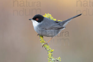 Foto di Occhiocotto (Sylvia melanocephala)