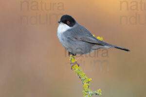 Foto di Occhiocotto (Sylvia melanocephala)