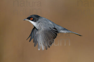 Photos of Sardinian Warbler (Sylvia melanocephala)