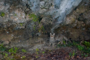 Foto di Gatto selvatico (Felis silvestris)