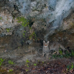 Photos of Wild Chat (Felis silvestris)