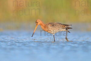 Foto di Pittima reale (Limosa limosa)