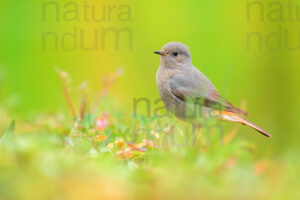 Photos of Black Redstart (Phoenicurus ochruros)