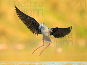 Black-winged Stilt images (Himantopus himantopus)