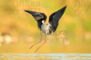 Black-winged Stilt images (Himantopus himantopus)